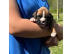 Boxer Puppy for sale in Owensboro, KY, USA