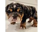 Bulldog Puppy for sale in Saint Charles, IL, USA