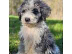 Aussiedoodle Puppy for sale in Spokane, WA, USA