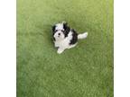 Lhasa Apso Puppy for sale in Phoenix, AZ, USA
