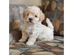 Mutt Puppy for sale in Minneapolis, MN, USA