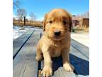 Golden Retriever Puppy for sale in Santa Fe, NM, USA