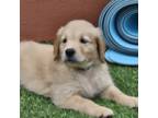 Golden Retriever Puppy for sale in Fort Lauderdale, FL, USA