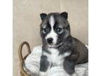 Siberian Husky Puppy for sale in Ferndale, WA, USA