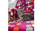 Milagro Domestic Shorthair Young Female