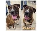 Tarzan Staffordshire Bull Terrier Adult Male