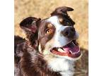 RED ROGER Australian Shepherd Adult Male