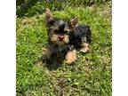 Yorkshire Terrier Puppy for sale in Vilonia, AR, USA