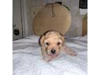 Mutt Puppy for sale in Danville, VA, USA