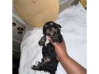 Maltipoo Puppy for sale in Danville, VA, USA