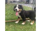 Bernese Mountain Dog Puppy for sale in Boston, MA, USA