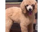 AKC Std Poodle