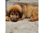 Tibetan Mastiff Puppy for sale in Princeton, MN, USA