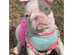 French Bulldog Puppy for sale in Miami, FL, USA