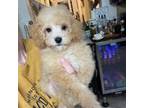 Poodle (Toy) Puppy for sale in Katy, TX, USA