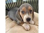 Beagle Puppy for sale in Venus, FL, USA