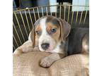 Cavapoo Puppy for sale in Venus, FL, USA