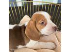 Cavapoo Puppy for sale in Venus, FL, USA