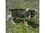 Schnauzer (Miniature) Puppy for sale in Middlesex, NC, USA