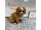 Cavapoo Puppy for sale in Indianapolis, IN, USA