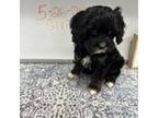 Cavapoo Puppy for sale in Indianapolis, IN, USA