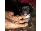 Chihuahua Puppy for sale in Wittmann, AZ, USA