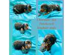 Dachshund Puppy for sale in Lake City, FL, USA