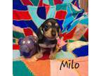 Milo