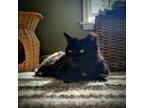 Adopt Jodee a All Black Domestic Shorthair (short coat) cat in Colmar