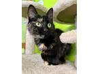 Adopt Aelin a Black (Mostly) Domestic Shorthair cat in Evansville, IN (38529897)