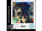Adopt Jax (Lucy's Carbon Copies) 071523 a Black - with White Boxer / Pit Bull