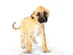 Adopt Toby a German Shepherd Dog / Mixed dog in Tehachapi, CA (38704827)