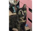 Adopt Keena a Domestic Shorthair / Mixed cat in Kalamazoo, MI (38473007)
