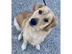 Adopt Mostly Fast KNOWS BASIC COMMANDS a Tan/Yellow/Fawn Golden Retriever /