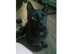 Adopt Ravioli a All Black Domestic Shorthair / Mixed (short coat) cat in