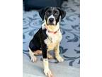 Adopt Madison a Black - with White Labrador Retriever / Hound (Unknown Type) dog