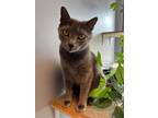 Adopt Casey a Gray or Blue Domestic Shorthair / Mixed cat in Youngsville