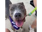 Adopt Pony a Gray/Silver/Salt & Pepper - with Black Pit Bull Terrier / Mixed dog
