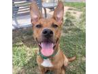 Adopt Bunny a Tan/Yellow/Fawn Pit Bull Terrier / Mixed dog in Sand Springs
