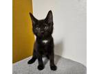 Adopt Sebastian a Domestic Shorthair cat in Yankton, SD (38697707)