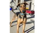 Adopt June a Black - with Tan, Yellow or Fawn Doberman Pinscher dog in Castle