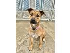 Adopt Fancy a Tan/Yellow/Fawn Mixed Breed (Large) / Mixed dog in Aberdeen