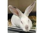 Adopt Ghost a White American / American / Mixed rabbit in Kokomo, IN (38735076)