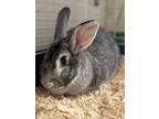 Adopt Danny a Grey/Silver American / American / Mixed rabbit in Kokomo