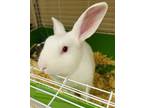 Adopt Tanny a White American / American / Mixed rabbit in Kokomo, IN (38531155)