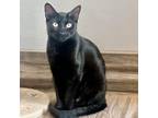 Adopt Nala (Bonded to Luna) a All Black American Shorthair / Mixed cat in West