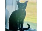 Adopt Luna (Bonded to Nala) a Tortoiseshell Domestic Shorthair / Mixed cat in