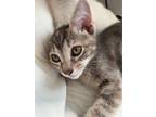 Adopt Rose a Tortoiseshell Domestic Shorthair (short coat) cat in College