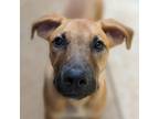 Adopt Ash a Tan/Yellow/Fawn Hound (Unknown Type) / Black Mouth Cur / Mixed dog