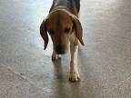 Adopt FLASH a Beagle / Mixed dog in Hartville, WY (38623522)
